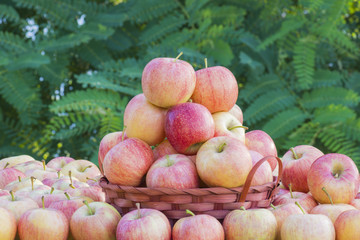 cesta con manzanas, manzanas rojas recien cosechadas, 