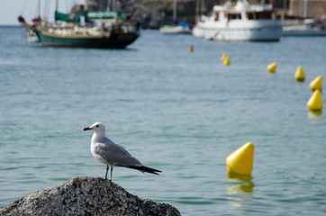 GAVIOTA EN PUERTO SOLLER