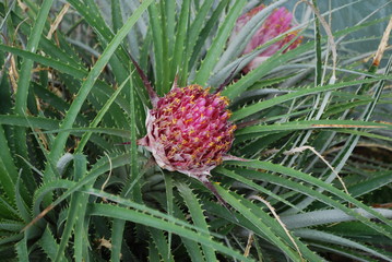 Ochagavia carnea (the Tresco rhodostachys) bloom. This species is endemic to Chile.