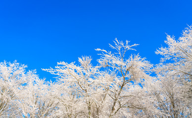 Frozen trees in winter with blue sky