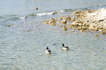 PATOS EN EL MAR PUERTO SOLLER