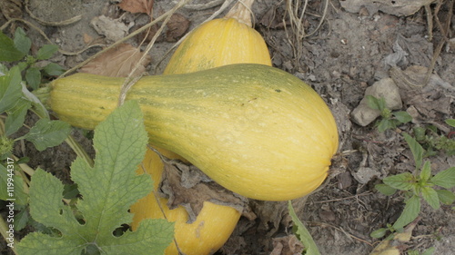 &ldquo;pear-shaped pumpkin in the garden&rdquo; photo libre de droits sur la banque