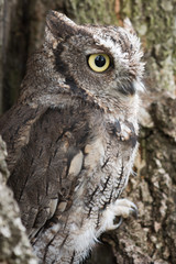 A side view of a screech owl perched in a tree and staring to the right