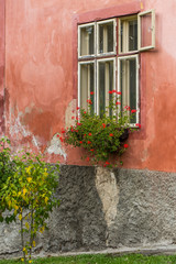 Fototapeta na wymiar Beautiful pink / rose-colored wall and flower decorated window