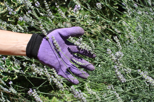 Fototapeta Italy, garda lake. lavender harvest