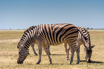 Fototapeta na wymiar Zebra grazing in the field.