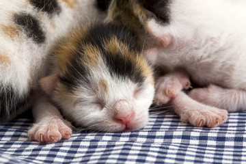 Fototapeta premium Yavru Kedi