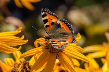 small tortoiseshell on leopardplant
