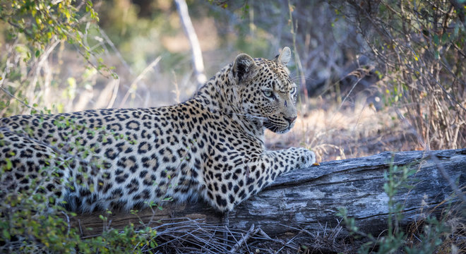 The young Leopard
