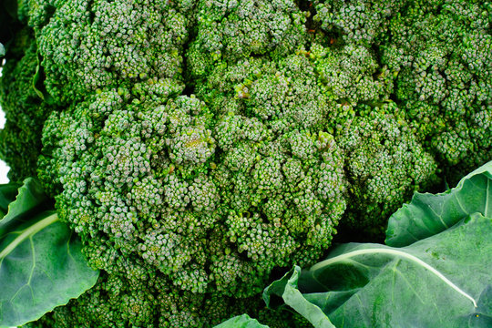 Fresh Juicy Green Broccoli on White Background