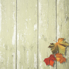 Fototapeta premium Abstract autumnal backgrounds with maple leaves over old wooden