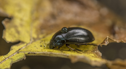 Black beetle on yellow leaf