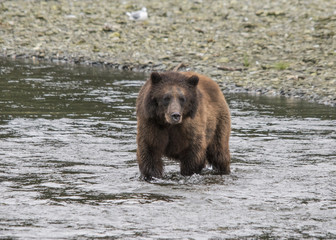Fototapeta na wymiar Brown Bear Fishing