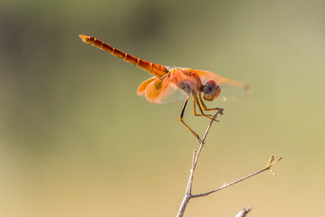 Libélula pequeña fondo marrón