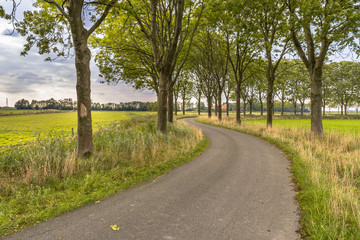 Fototapeta na wymiar Tree lane along an old curved country road