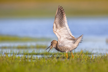 Male Common redshank displaying while standing in wetland