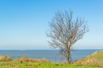 Fototapeta na wymiar Landscape with wild apricot tree on the high coast