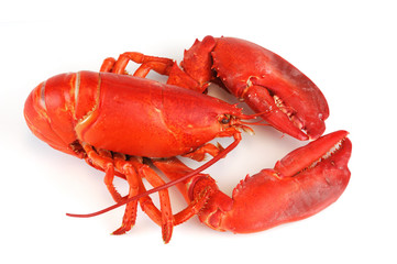 single cooked red lobster isolated on white background