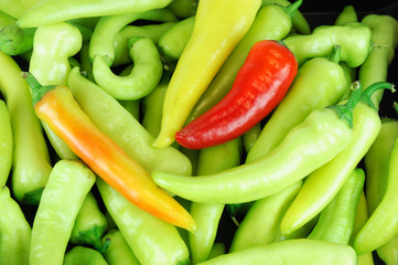 fresh farm picked red and green peppers