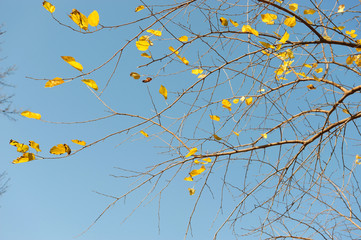 autumn tree branches and yellow leaves