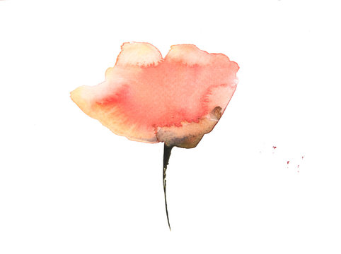 Poppy flowers, watercolor illustrator