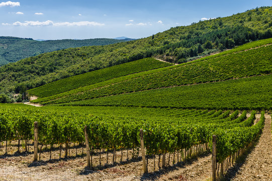 A vineyard in Tuscany, Italy
