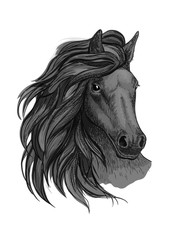 Fototapeta na wymiar Black horse with passionate glance portrait