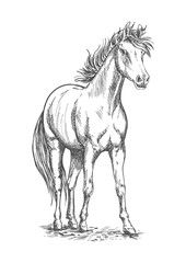 Obraz na płótnie Canvas Racehorse stallion sketch for equine sport design