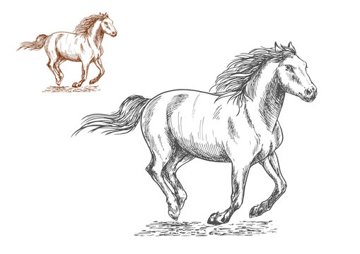 Running horses pencil sketch portrait