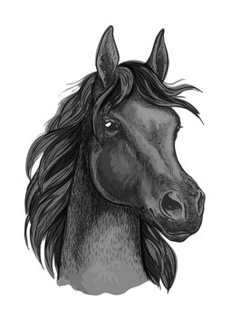 Black horse portrait with shiny dark eyes