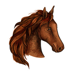 Brown stallion horse head sketch