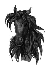 Naklejka na ściany i meble Arabian horse head sketch with black racehorse