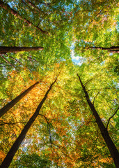 Glowing Forest Canopy. Inspirational Treetops Background with Gorgeous Copy Space. Vertical Layout--or may be used sideways.