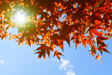 秋もみじと秋空