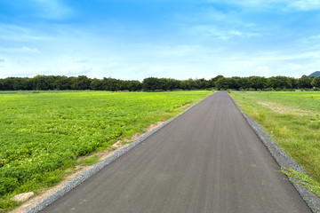 Fototapeta na wymiar asphalt road between field with blue sky, country side at Lopbur