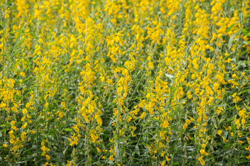 Sunhemp or Crotalaria juncea flower field