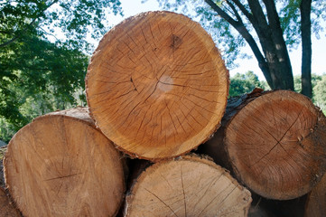 Naklejka premium Stacked cut logs