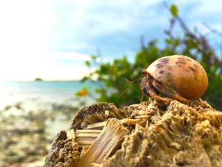 Caribbean Hermit Crab - 119955370
