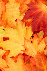 Maple leaves background