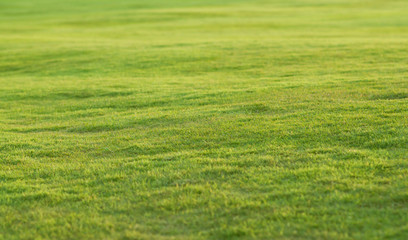 Grass field with sunlight.