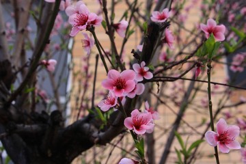 梅の花