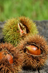 Stump and chestnuts