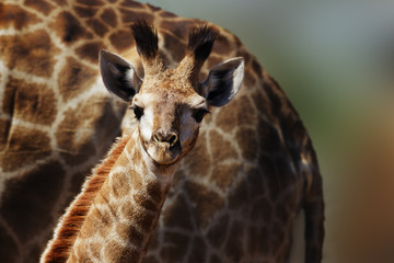Very young giraffe staring fixed at the camera in the comfort and protection of its mom. Giraffa...