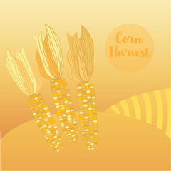 Corn harvest vector illustration agriculture a field on yellow background design EPS10.