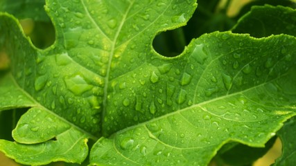 green leaf with water drops close up.
