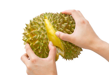 Use hand peeled durian isolated on white background
