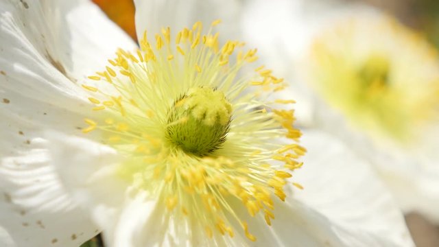Close-up white Iceland Poppy boreal flowering plant 4K 2160p 30fps UltraHD footage - White Papaver nudicaule family Papaveraceae bud in the garden 4K 3840X2160 UHD video 