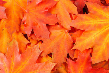 Vivid maple leaves background