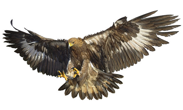 Golden eagle landing hand draw vector background illustration.