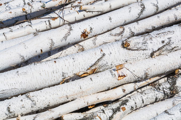 The trunks of trees felled birch closeup